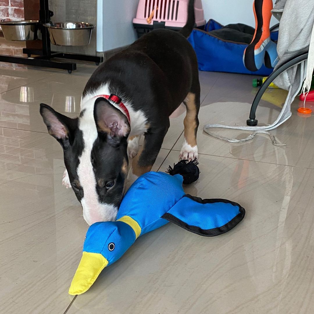 Dozer, männlicher Bull Terrier Welpe
